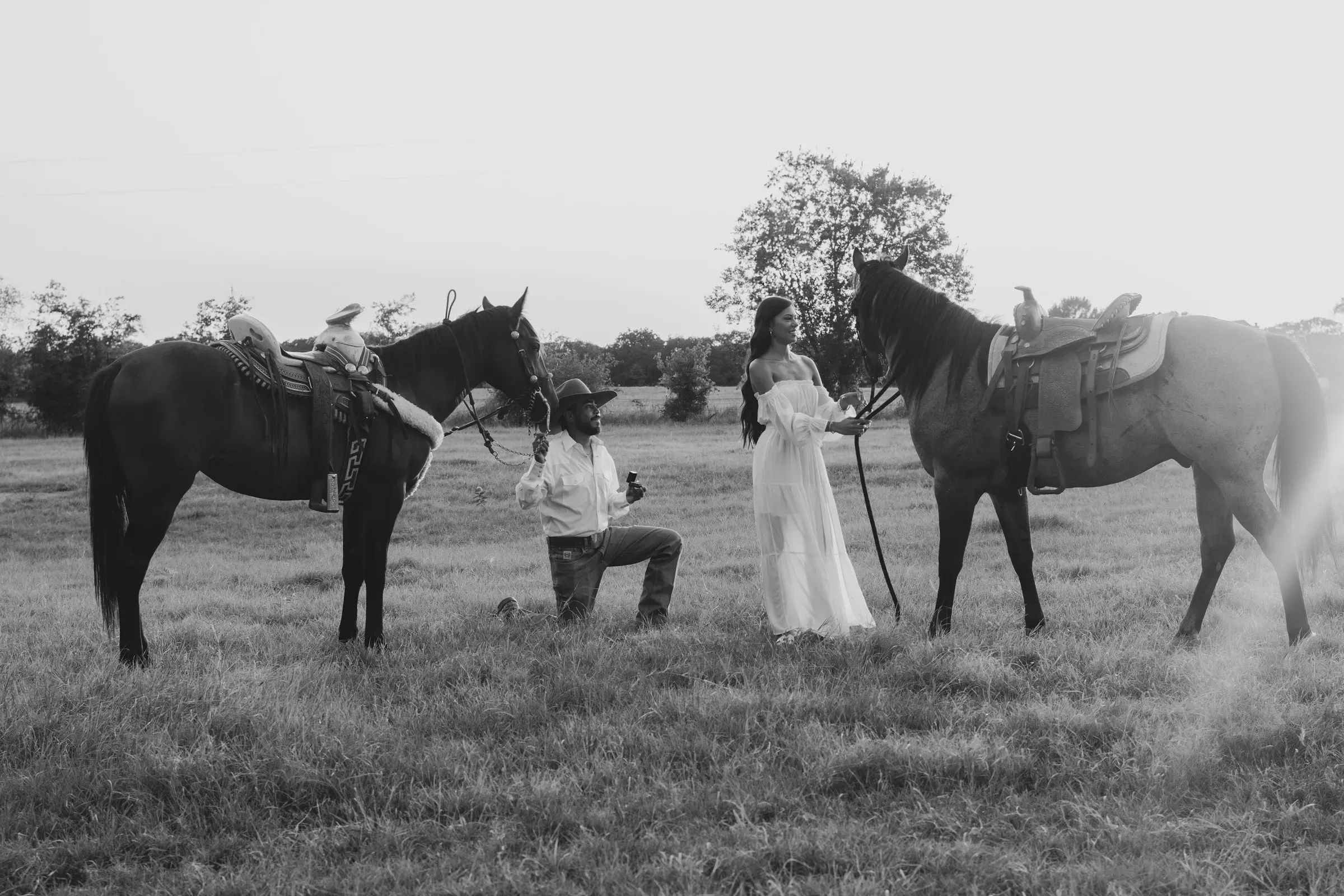 The wide view in black and white — the question, the answer, and two horses looking on.