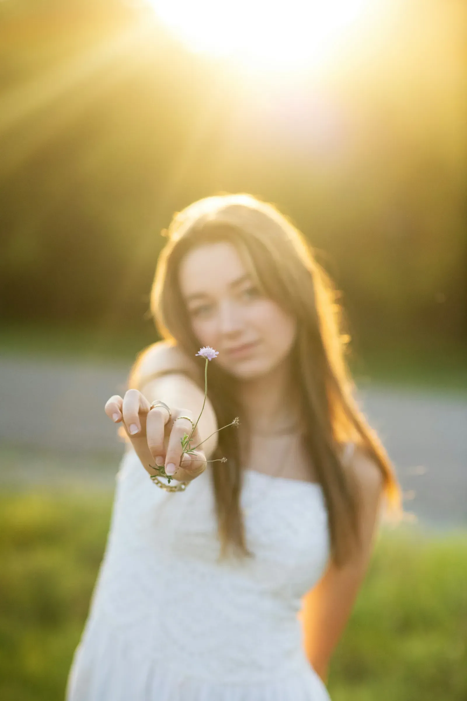 A tiny wildflower held up to the low sun, everything behind it melting to amber.